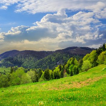 mountain summer landscape. pine trees near meadow and forest on hillside under  sky with clouds at sunrise