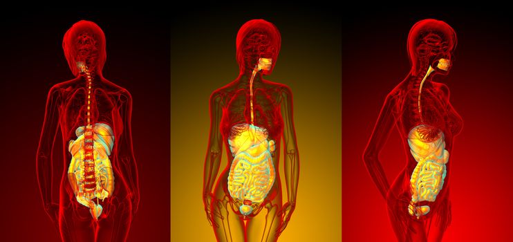 3d rendering medical illustration of the human digestive system 
