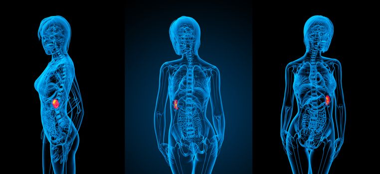 3d rendering medical illustration of the spleen 