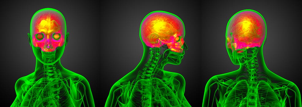 3d rendering medical illustration of the upper skull