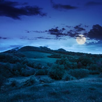 forest near meadow in mountain summer landscape at night in moon light