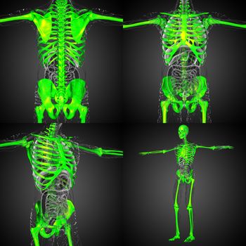 3d rendering medical illustration of the skeleton 