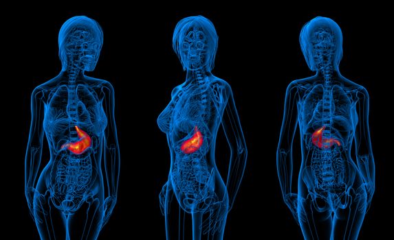 3d rendering medical illustration of the human stomach