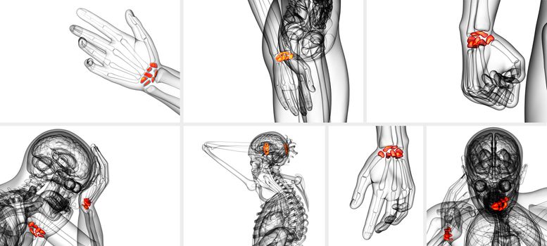 3d rendering illustration of the human carpal bones