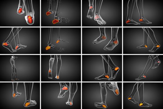 3d rendering medical illustration of the calcaneus bone