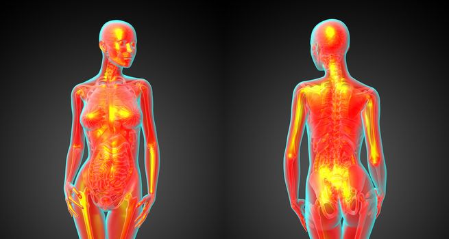 3d rendering medical illustration of the human anatomy 