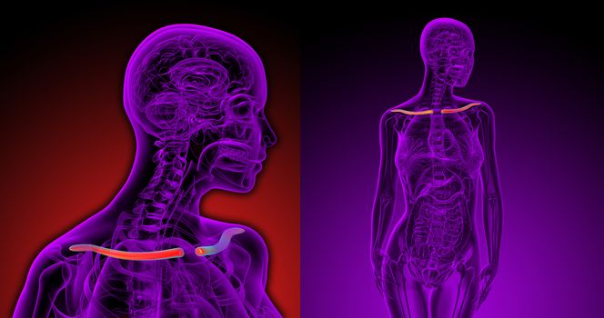 3d rendering medical illustration of the clavicle bone