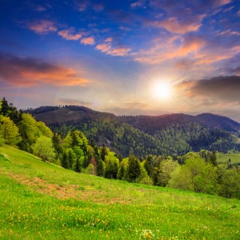 mountain summer landscape. pine trees near meadow and forest on hillside under  sky with clouds at sunset