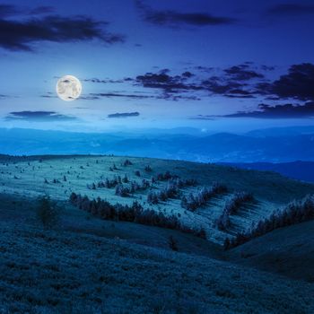 slope on top of mountain range with coniferous forest  at night in moon light