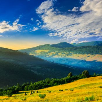 cold fog on meadow with grass and flowers in the mountains near the forest