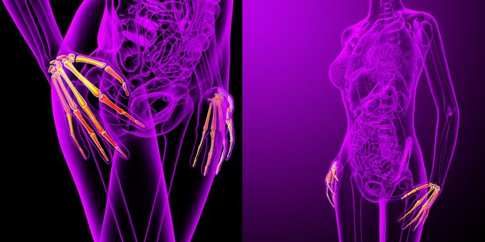 3d rendering medical illustration of the hand bone 