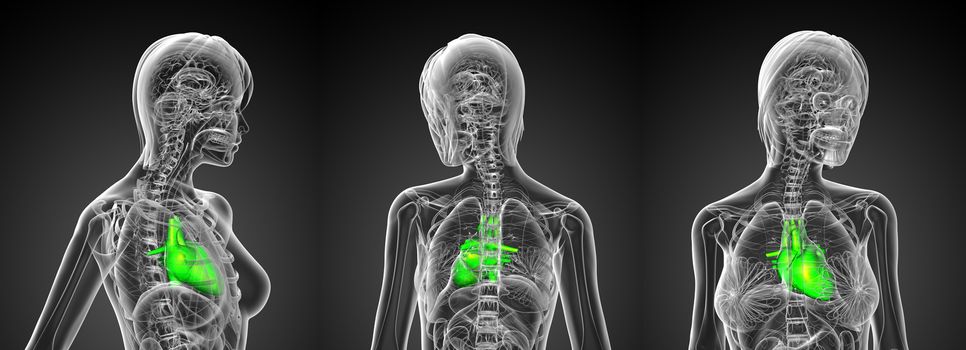 3d rendering medical illustration of the human heart 