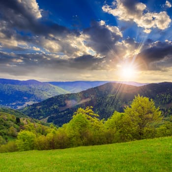 mountain summer landscape. trees near meadow and forest on hillside under  sky with clouds at sunset