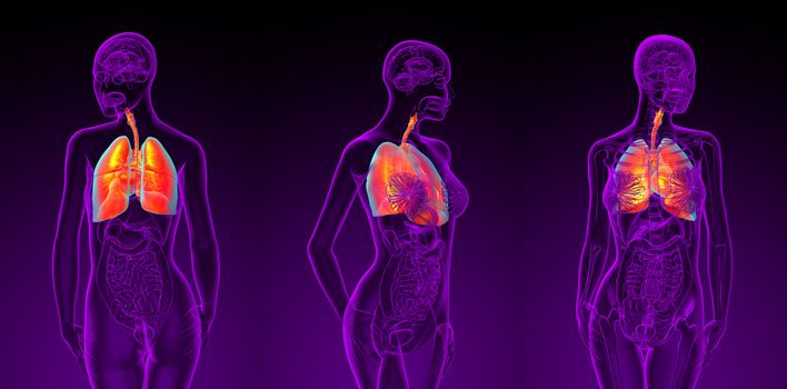 3d rendering illustration of the female respiratory system 