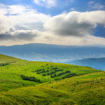 slope of mountain range with coniferous forest 