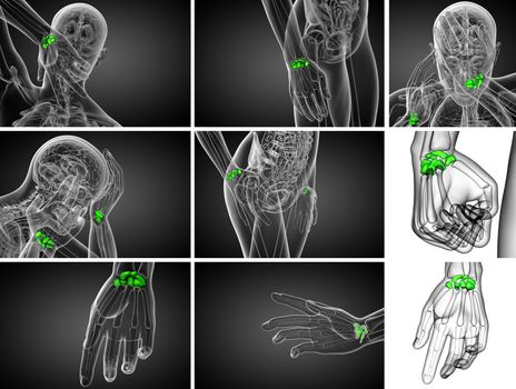 3d rendering illustration of the human carpal bones