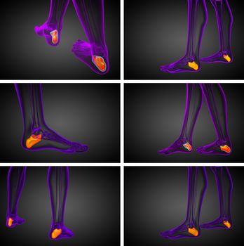 3d rendering medical illustration of the calcaneus bone