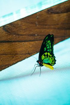 Beautiful colorful butterfly , Bali, Indonesia