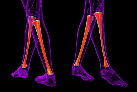 3d rendering medical illustration of the tibia bone