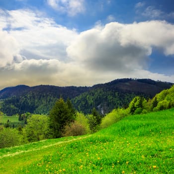 mountain summer landscape. trees near meadow and forest on hillside under  sky with clouds