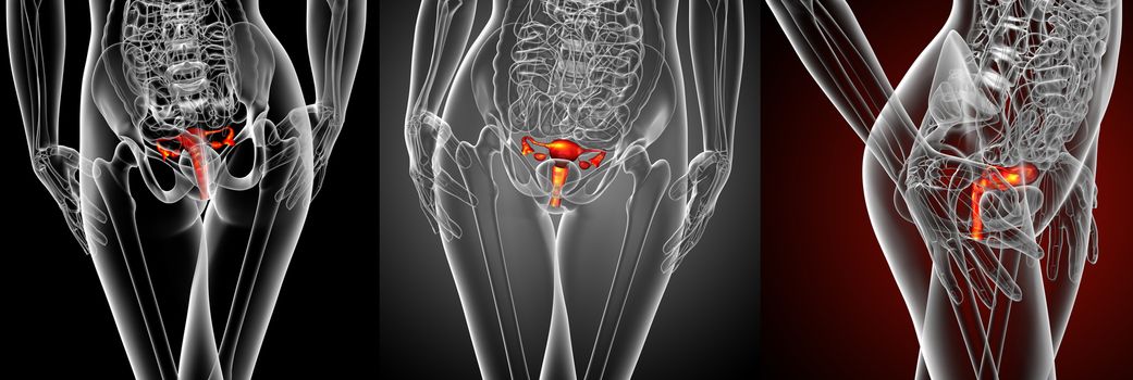 3d rendering medical illustration of the Reproductive System