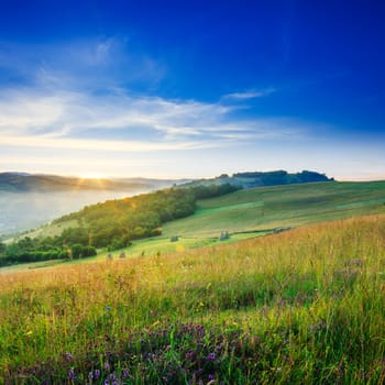 cold fog on meadow with grass and flowers in the mountains near the forest