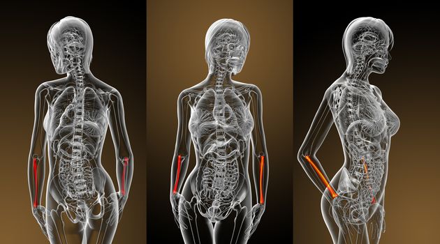 3d rendering medical illustration of the radius bone