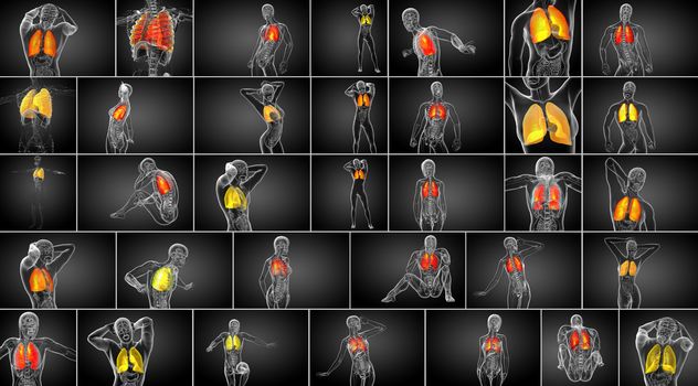 3d rendering medical illustration of the human lung 