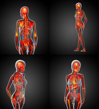 3D rendering medical illustration of the human skeleton