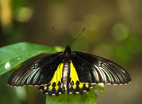 Beautiful colorful butterfly , Bali, Indonesia