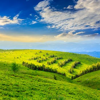 slope on top of mountain range with coniferous forest 