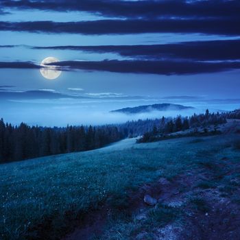 cold fog on coniferous forest near the meadow in mountains at night in moon light