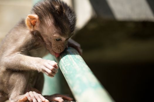 Little baby-monkey in monkey forest of Ubud, Bali, Indonesia