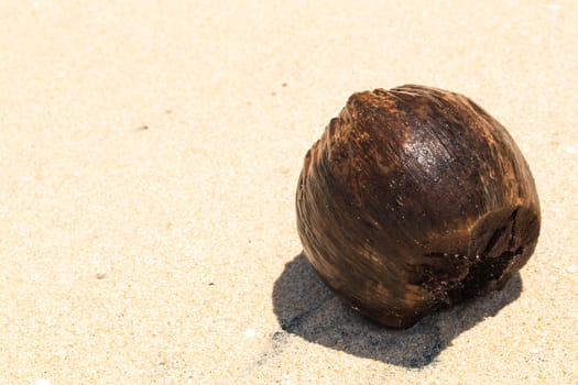 Coconut on the sand of the sea