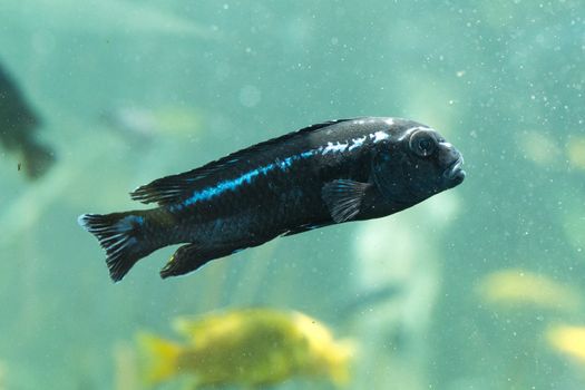 Image of fish in water. (Bali, Indonesia)