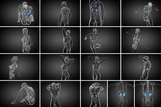 3d rendering medical illustration of the human kidney