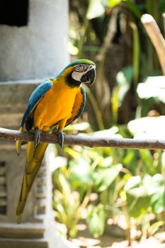 Parrot in Bali Island Indonesia - nature background