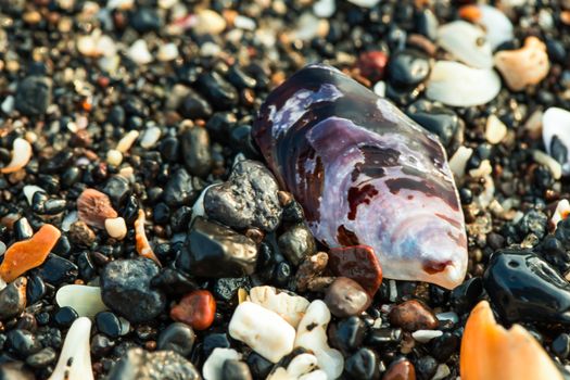 Little sea shells and stones on sand.