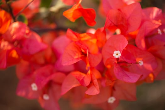 Close up colorful flower floral background, outside garden. Tropical Bali island, Indonesia.