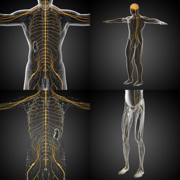 3d rendering medical illustration of the nerve system