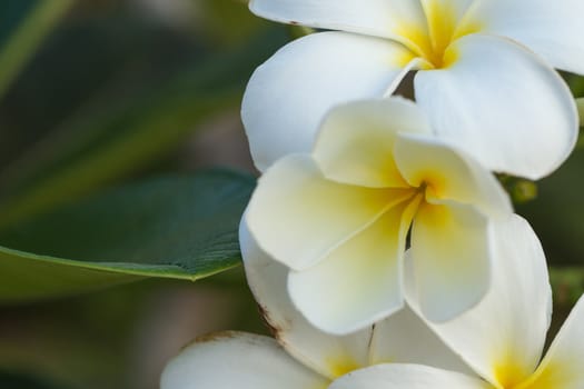 Close up colorful flower floral background, outside garden. Tropical Bali island, Indonesia.