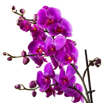 purple orchid flower close up on white  background