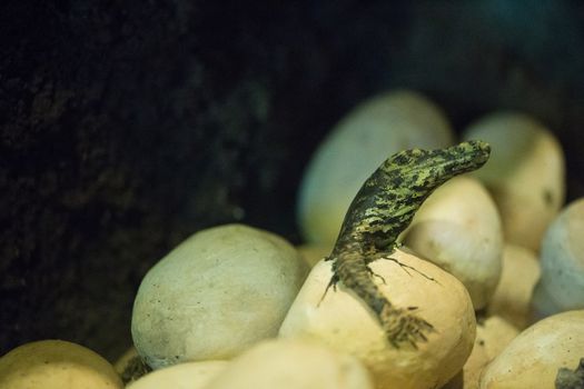 Little baby crocodiles are hatching