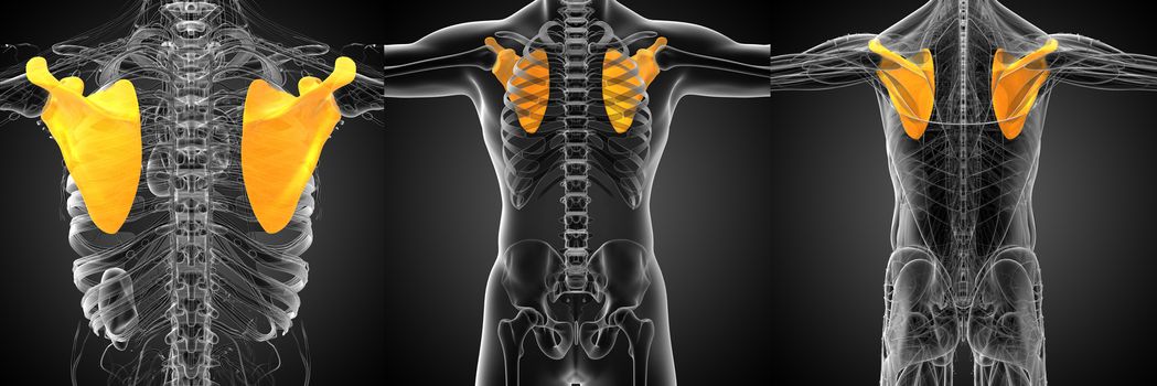 3d rendering medical illustration of the human scapula bone