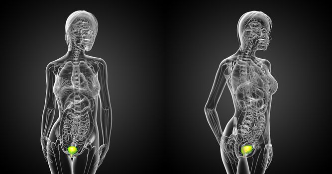 3d rendering medical illustration of the bladder 