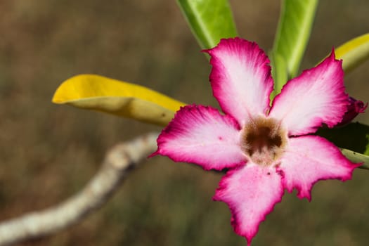 Close up colorful flower floral background, outside garden. Tropical Bali island, Indonesia.