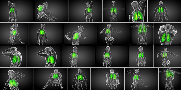 3d rendering medical illustration of the human lung 