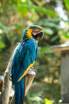 Parrot in Bali Island Indonesia - nature background