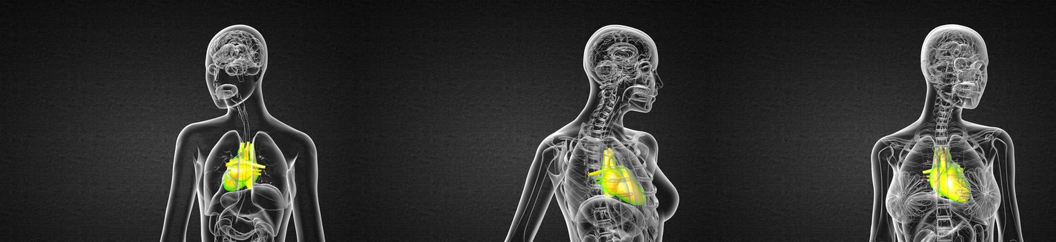 3d rendering medical illustration of the human heart 