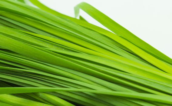 fresh green Garlic chives vegetable, white Garlic chives